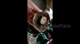 Joe Wickes Parody- Stuffed Mushrooms