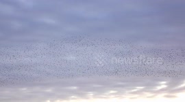 A Murmuration of Starlings at Sunset over Brightons West Pier