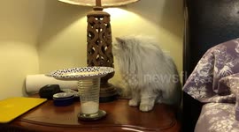 Fluffy cat works out how to get at milk