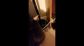 Kitten's first birthday in party hat