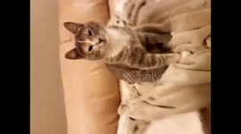 Sleepy kitten making biscuits and yawning