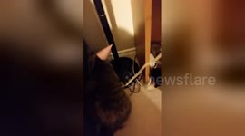 Newsflare Edit - Kitten's first birthday in party hat