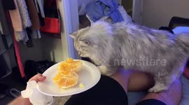 Cute Cat Rocky doesn't like Oranges
