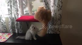 Rocky Cute Cat Can't catch his brother's tail
