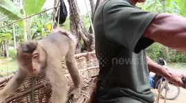 The coconut-picking monkey