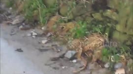 Port Quin after Storm Eleanor