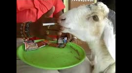 Tobacco-addict sheep gorges on cigarettes