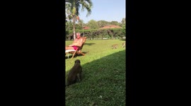 Monkey steals my nuts