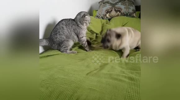 Newsflare Edit - Cat and Pug wrestling