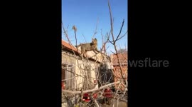 青岛  农家院果树上上演现实版猫和老鼠