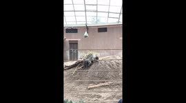 Baby Elephant running