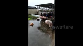 Pig rescues friend moments before slaughter