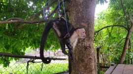 Monkey attacks tourist.