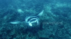 Maldives Manta Cleaning Station