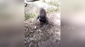 A baby raccoon I found was snatched by my dog