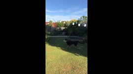 GIANT acrobatic German Shepherd dog funny playing with water