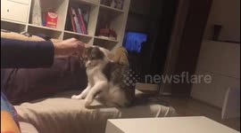 Cat plays dog