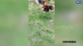 Pair of cockfighters hauled before the courts for posting videos of the banned bloodsport on Facebook