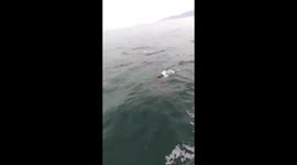Large group of dolphins in the Brazilian coast