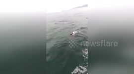 Newsflare Edit - Large group of dolphins in the Brazilian coast