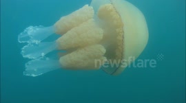 Barrel Jellyfish Cornwall 2014