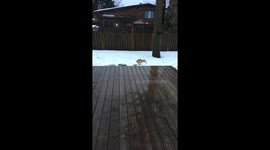 Chihuahua falls in snow while pooping