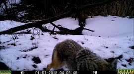 Coyote followed by Bobcat on trail January 8, 2018