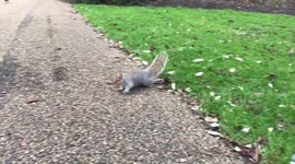 Squirrel fist bumps human
