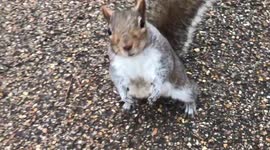 Squirrel gets really close to human