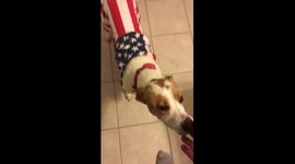 America Dog