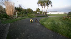 National dress your Pet day - French Bulldog Batman and Robin