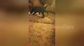 Newsflare Edit - Close But No Cigar