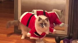 Cat loves wearing his outfit in the snow