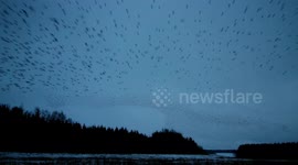 Thousands of Starlings whizz by overhead.