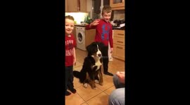 Bernese Mountain Dog eager to be involved