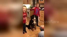 Newsflare Edit - Bernese Mountain Dog eager to be involved