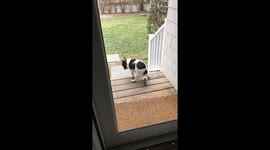 “My dogs revenge— backfires on him”