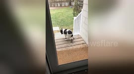 Newsflare Edit - “My dogs revenge— backfires on him”