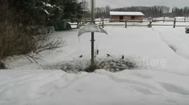 red squirrel (peanut) chasing birds