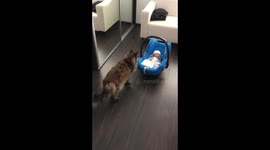 Cat meets the baby first time