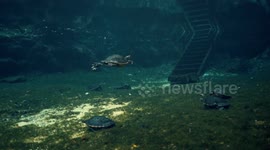 Turtles gather in large numbers at a beutiful Florida Spring