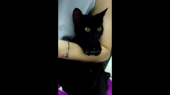 牙籤(打哈欠三花貓)的新妹妹-牙菌斑(極品黏人黑貓)