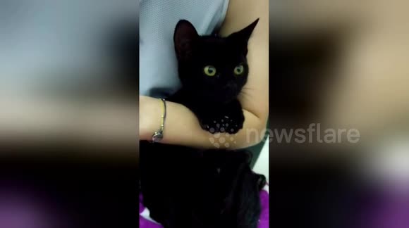 Newsflare Edit - 牙籤(打哈欠三花貓)的新妹妹-牙菌斑(極品黏人黑貓)