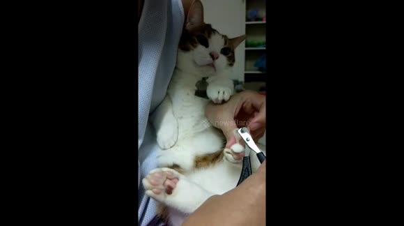 牙籤(打哈欠短腿三花貓)厭世的剪指甲