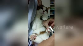 Newsflare Edit - 牙籤(打哈欠短腿三花貓)厭世的剪指甲