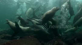 British photographer is mobbed by large numbers of Sea Lions whilst photographing them off the coast of Vancouver Island, British Columbia, Canada.