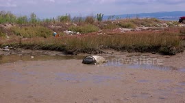 Plastic pollution among wildlife in Axios - Aliakmonas Delta National Park