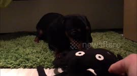 Dachshund guarding her stuffed toy