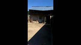 Dog and chicken sing