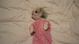 This adorable dog going to bed in pajamas is winning at life